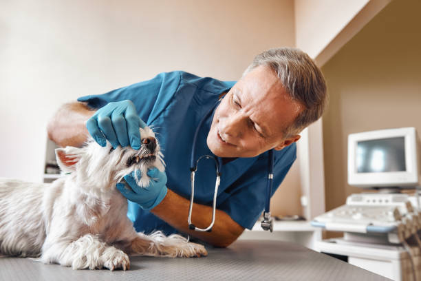 Best Emergency Tooth Extraction in East Washington, PA